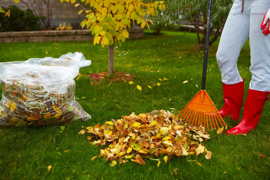 Experienced Yard Cleaning Services Columbia, SC