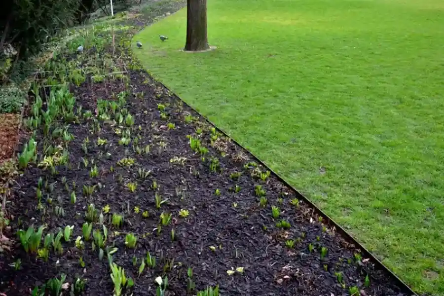 Expert Lawn Edging Columbia, SC