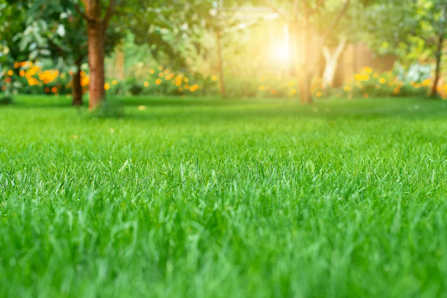 The Importance Of Seasonal Lawn Care For Long-term Health Columbia, SC